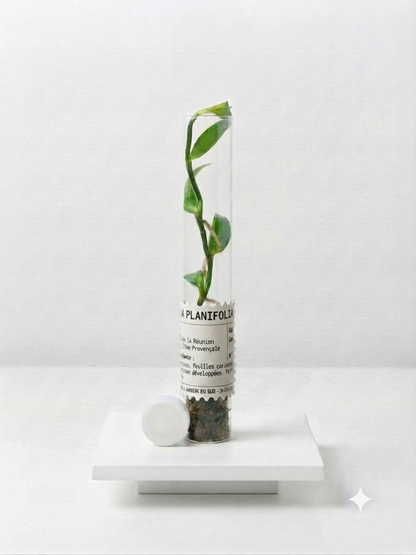 Vanilla planifolia