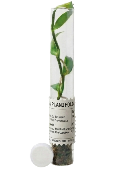 Vanilla planifolia